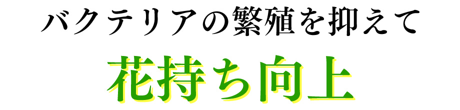 バクテリアの繁殖を抑えて花持ち向上